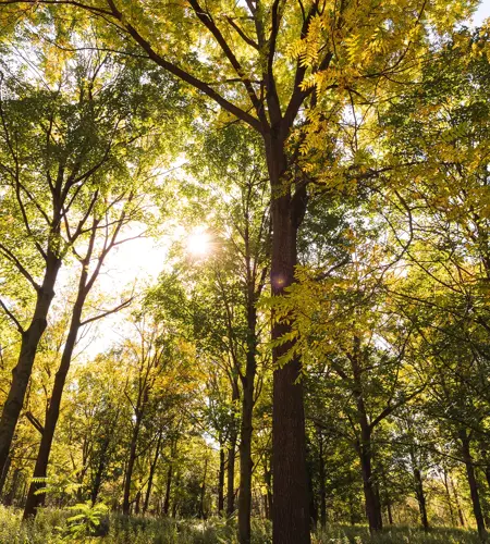 We look up from below into a deciduous forest. The spring sun shines through the treetops. The leaves shimmer yellowish green.